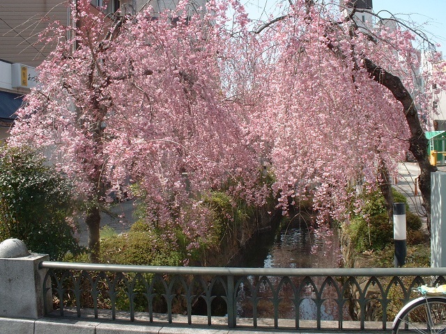 令和３年の「かまがわ川床桜まつり」を規模を縮小して開催します。